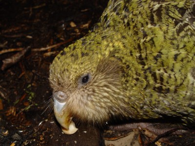 Kakapo (Strigops habroptila) ©WikiC showing whiskers around beak