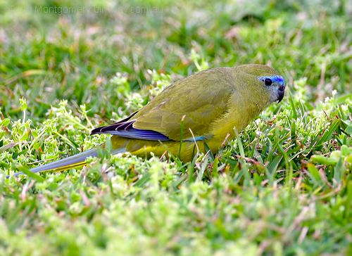 Rock Parrot (Neophema petrophila) by Ian