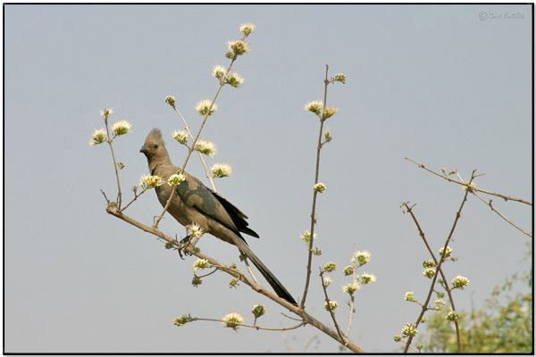 Grey Go-away-bird (Corythaixoides concolor) by Daves BirdingPix