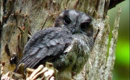 Ian’s Bird of the Moment – Night&nbsp;Birds