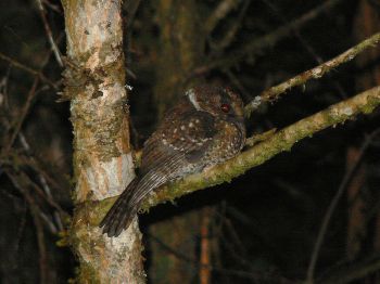 Mountain Owlet-nightjar (Aegotheles albertisi) ©WikiC