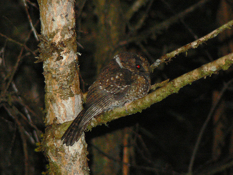 Mountain Owlet-nightjar (Aegotheles albertisi) ©WikiC