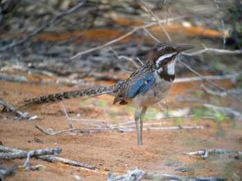 Long-tailed Ground Roller (Uratelornis chimaera) ©WikiC