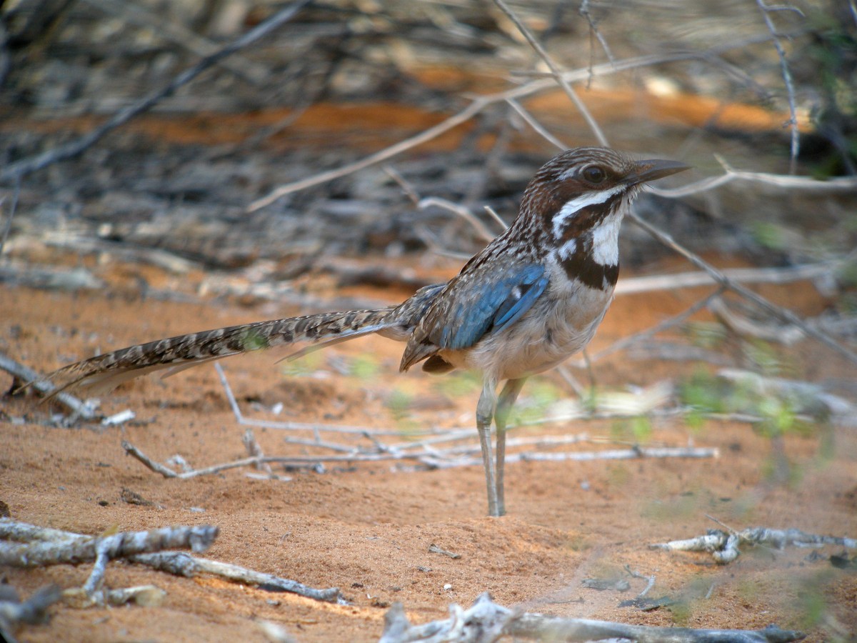 Long-tailed Ground Roller (Uratelornis chimaera) ©WikiC