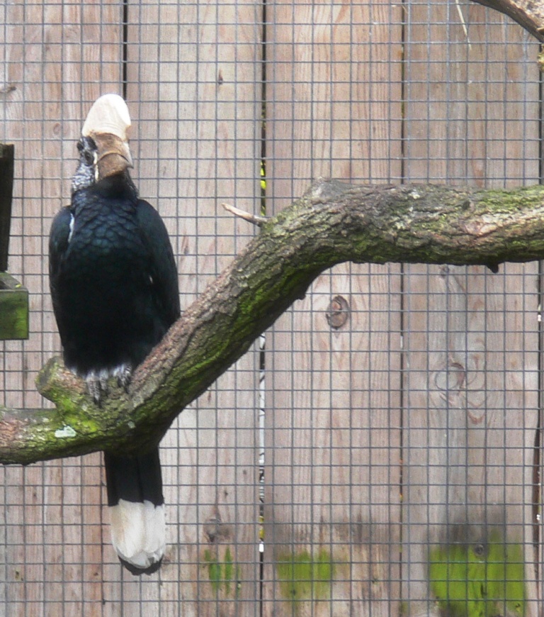 Silvery-cheeked Hornbill (Bycanistes brevis) LPZoo by Lee