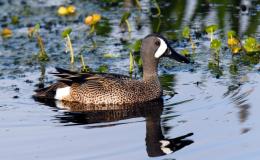 Nice Birdwatching Video About Circle B Bar&nbsp;Reserve