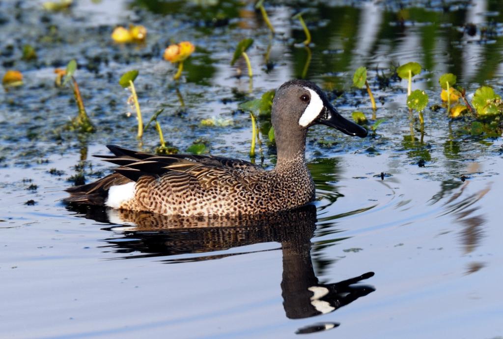 Blue-winged Teal by Dan at Circle B