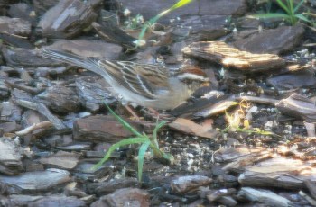 Chipping Sparrow (Spizella passerina) shot thru window with screen by Lee