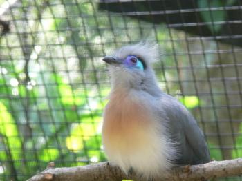 Crested Coua (Coua cristata) by Lee at LPZoo