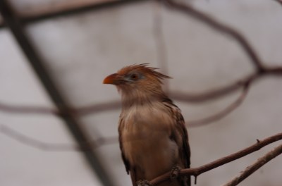 Guira Cuckoo (Guira guira) at NA by Dan at National Aviary