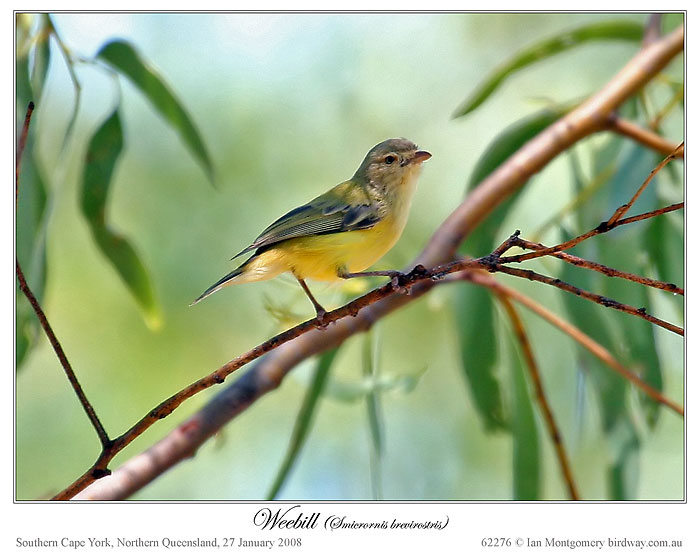 Weebill (Smicrornis brevirostris) by Ian Montgomery