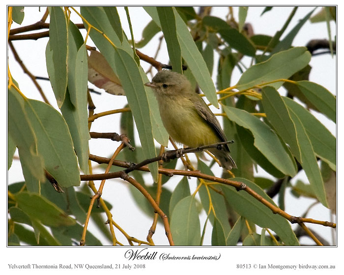 Weebill (Smicrornis brevirostris) by Ian Montgomery