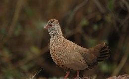 Avian And Attributes –&nbsp;Stone