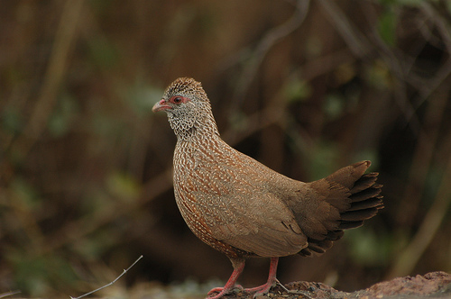 Stone Partridge (Ptilopachus petrosus) ©WikiC