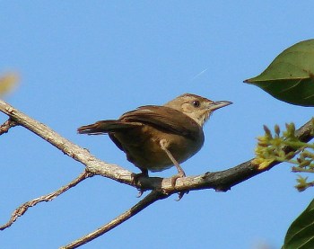 Plain Thornbird (Phacellodomus inornatus) ©©barloventomagico
