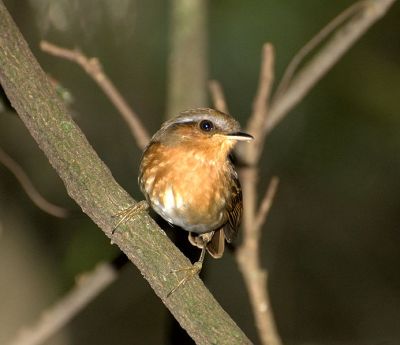 Rufous Gnateater (Conopophaga lineata) ©WikiC