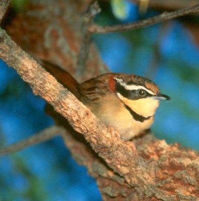 Collared Crescentchest (Melanopareia torquata) ©Arthur Grosset