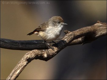 Chestnut-rumped Thornbill (Acanthiza uropygialis) by Ian