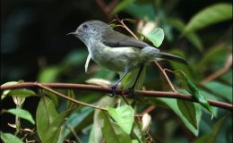 Avian And Attributes –&nbsp;Mountain