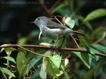 Mountain Thornbill (Acanthiza katherina) by Ian