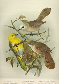 Yellowhead (Mohoua ochrocephala) ©WikiC & Whitehead