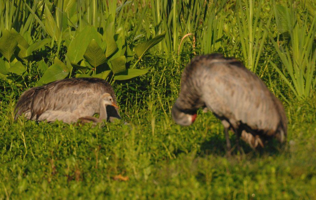 Black-bellied Whistling Duck (Dendrocygna autumnalis) with young