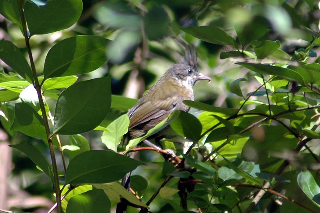Eastern Whipbird (Psophodes olivaceus) ©©