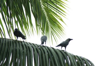 Palm Crows on Palm ©SwamiStream