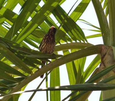 Palmchat (Dulus dominicus) ©SevenSeas of Rhye