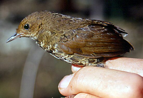 Nepal Wren-Babbler (Pnoepyga immaculata) by Nikhil Devasar