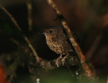 Pygmy Wren Babbler by Peter Ericsson