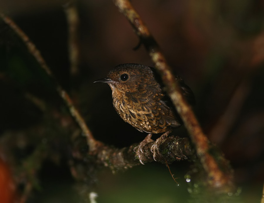 Pygmy Wren Babbler by Peter Ericsson