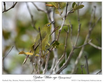 Canary (yellow) White-eye (Zosterops luteus balstoni) by Ian