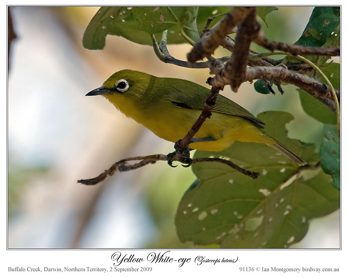 Canary (yellow) White-eye (Zosterops luteus) by Ian