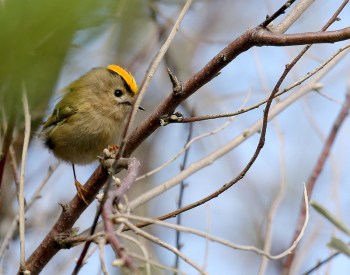 Goldcrest (Regulus regulus) Male displaying ©WikiC