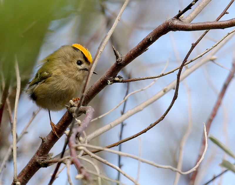 Goldcrest (Regulus regulus) Male displaying ©WikiC