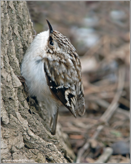 Brown Creeper (Certhia americana) by Ray