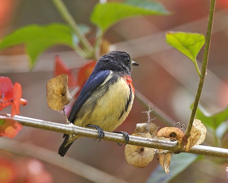 Blood-breasted Flowerpecker (Dicaeum sanguinolentum) ©WikiC