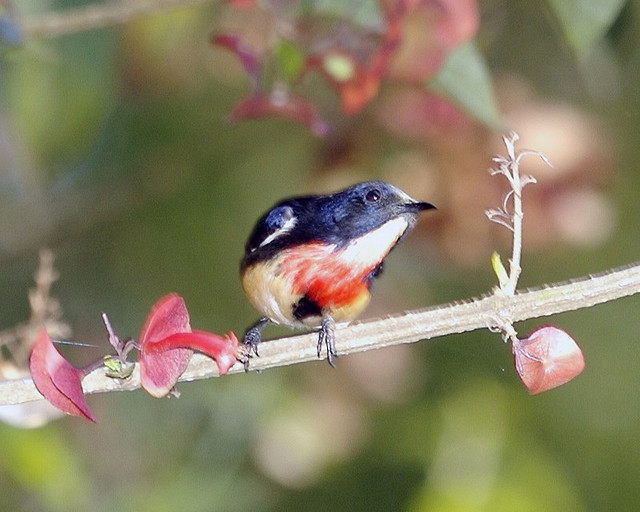 Blood-breasted Flowerpecker (Dicaeum sanguinolentum) ©©LipKee