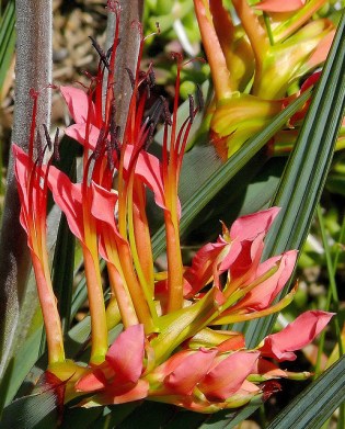 Malachite Sunbird - plant for - Rats Tail (babiana ringens) ©©JG in SF