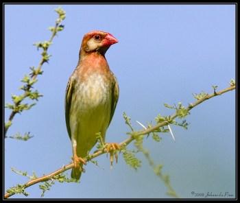 Red-billed Quelea (Quelea quelea) ©©JoMur