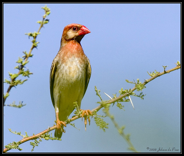 Red-billed Quelea (Quelea quelea) ©©JoMur
