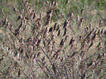 Red-billed Quelea (Quelea quelea) ©WikiC