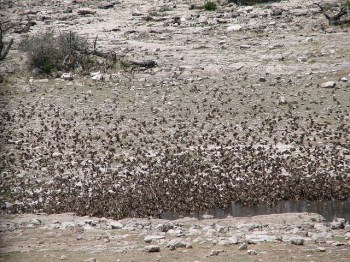 Red-billed Quelea (Quelea quelea) Flock ©©AlastairRae