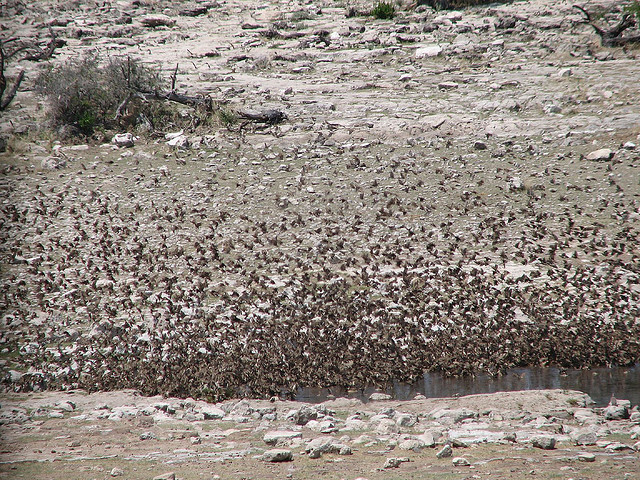 Red-billed Quelea (Quelea quelea) Flock ©©AlastairRae