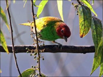 Bay-headed Tanager (Tangara gyrola) by Ian