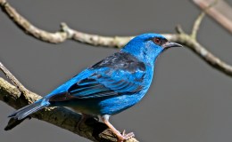 Sunday Inspiration – Thraupidae – Dacnis, Honeycreepers,&nbsp;Conebills