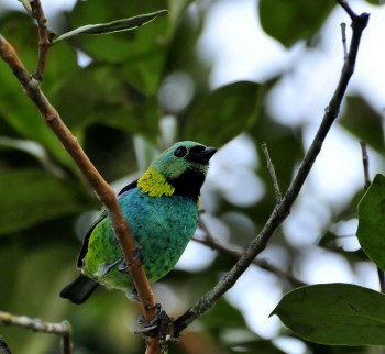 Green-headed Tanager (Tangara seledon) by Dario Sanches