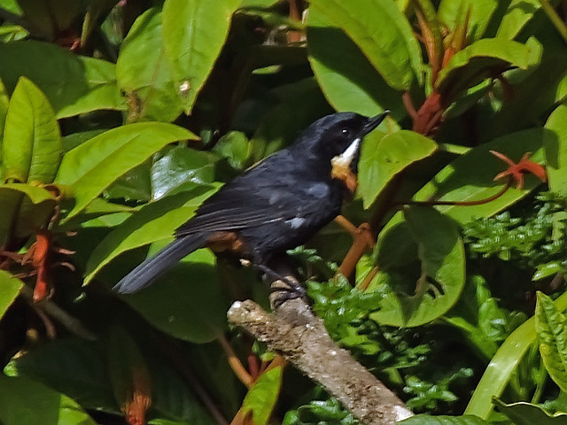 Moustached Flowerpiercer (Diglossa mystacalis) ©©