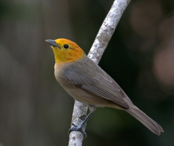 Orange-headed Tanager (Thlypopsis sordida) by Dario Sanches Orange-headed Tanager (Thlypopsis sordida) by Dario Sanches